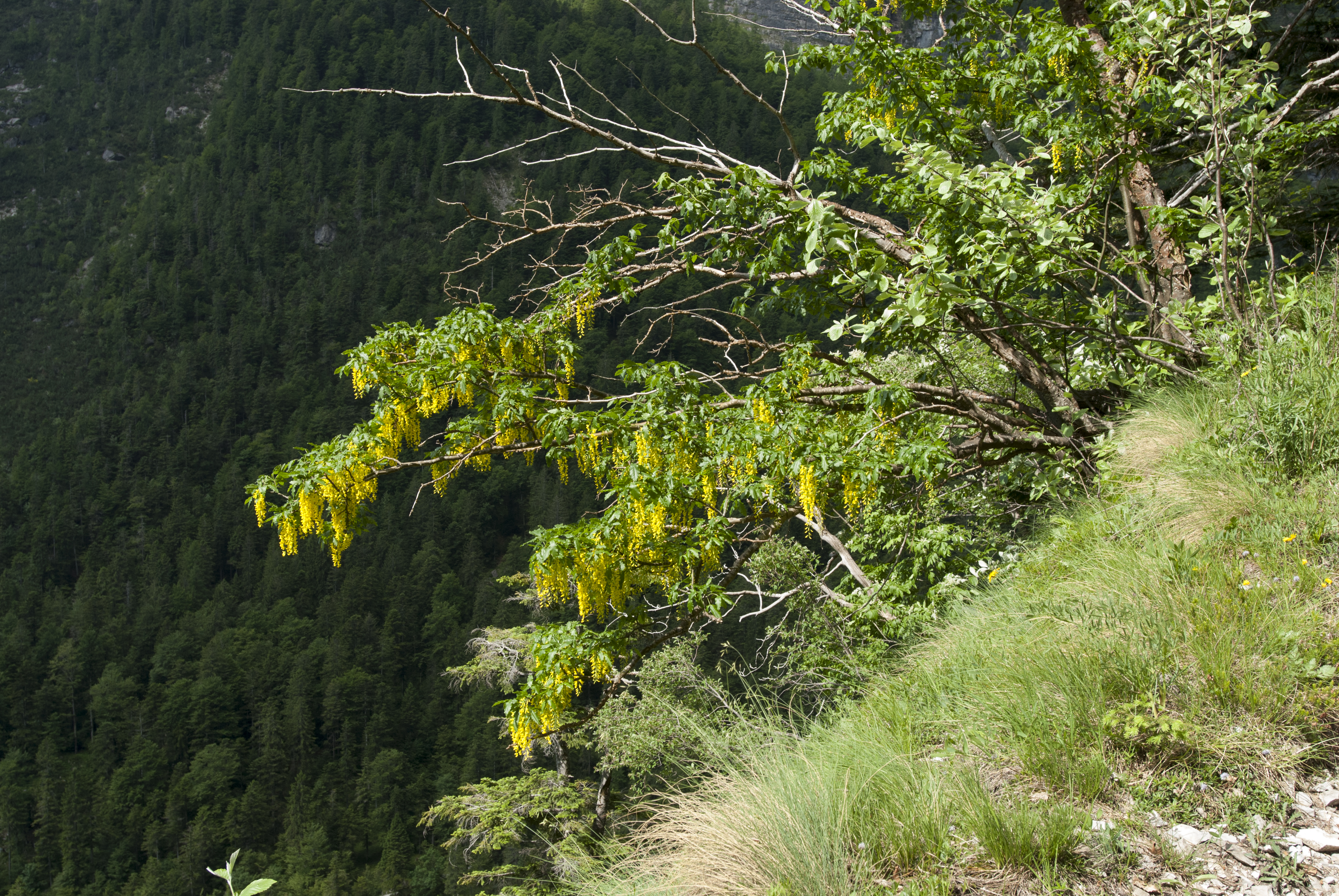 Croz Altissimo - Molveno