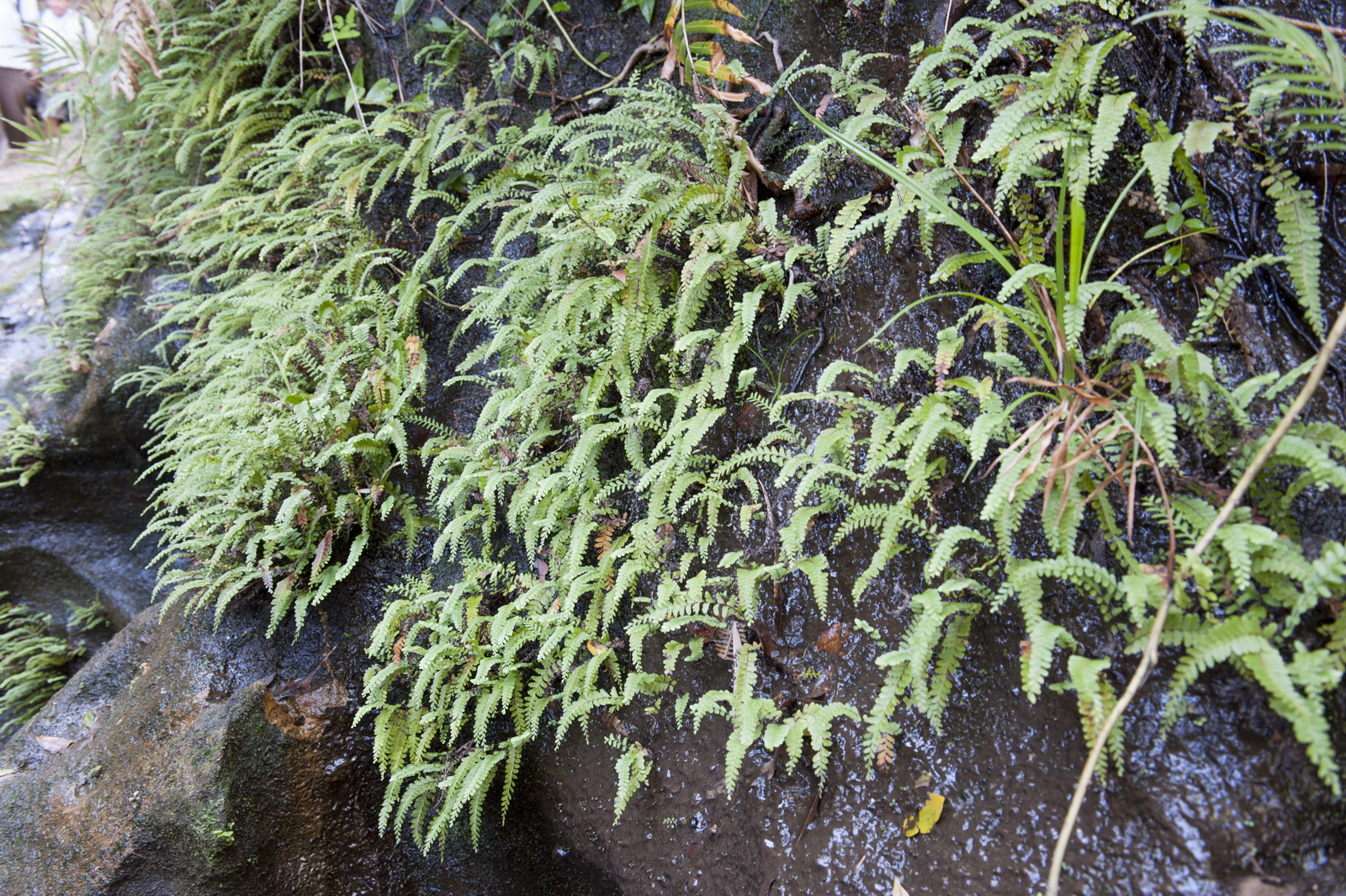  ESC0220